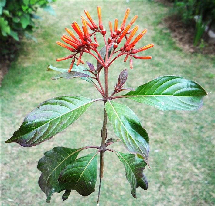 Hamelia patens